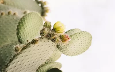 Prickly pear seed oil: the precious nocturnal oil to boost your skin